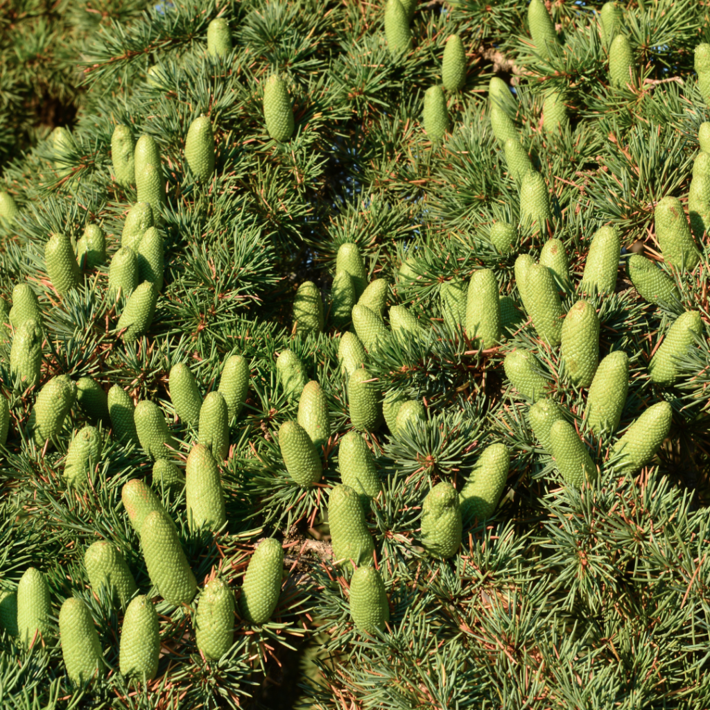 Sauna Scents: The Best Traditional And Unusual Scents For Your Sauna Experience Cedarwood offers a grounding experience