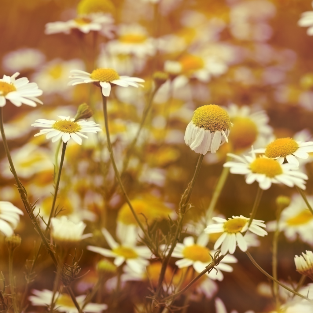 Sauna Scents: The Best Traditional And Unusual Scents For Your Sauna Experience Chamomile can help relax tense muscles making it an ideal sauna scent for athletes