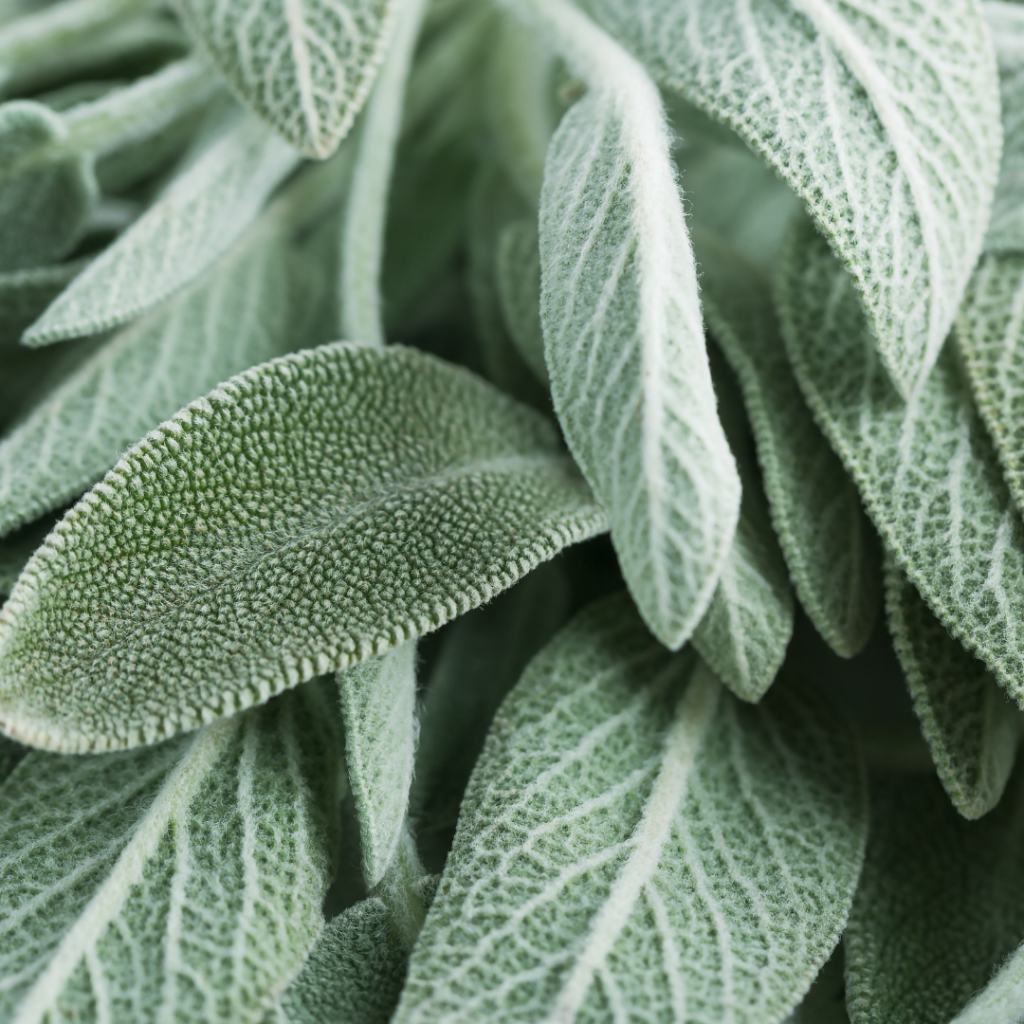 Sauna Scents: The Best Traditional And Unusual Scents For Your Sauna Experience Clary Sage
