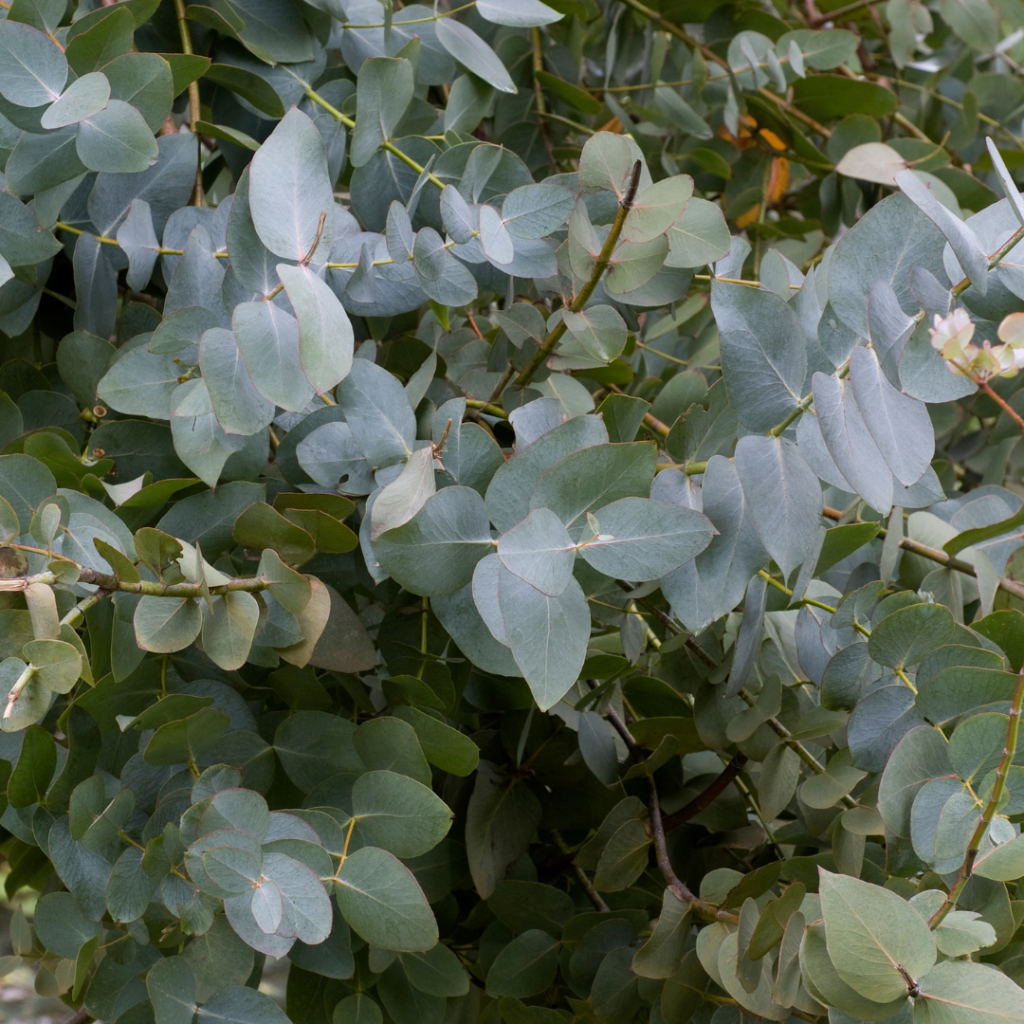 Sauna Scents: The Best Traditional And Unusual Scents For Your Sauna Experience Eucalyptus is probably the most popular sauna scent.