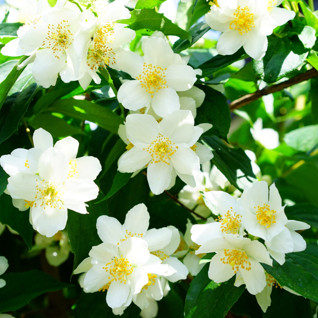 Sauna Scents: The Best Traditional And Unusual Scents For Your Sauna Experience Jasmine adds a luxurious and sensual touch to the sauna experience