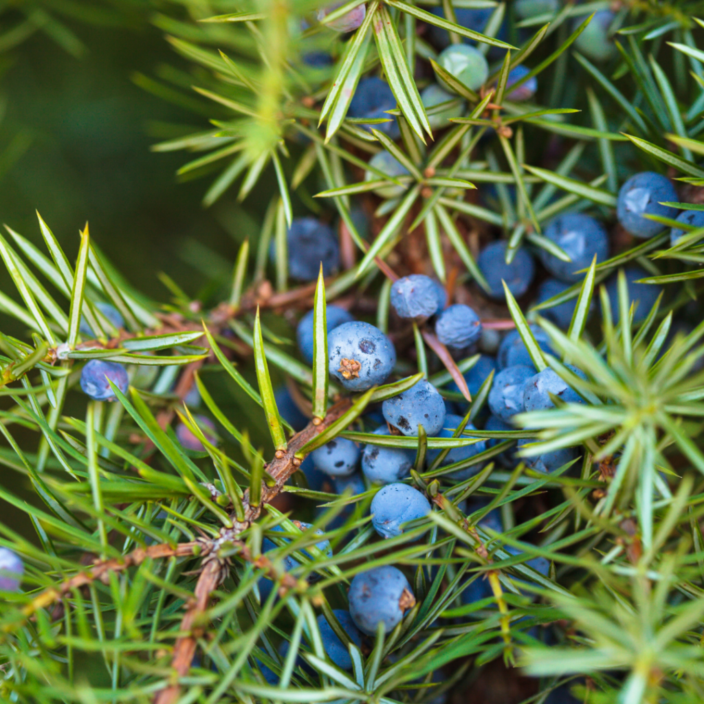 Sauna Scents: The Best Traditional And Unusual Scents For Your Sauna Experience Juniper sauna scent