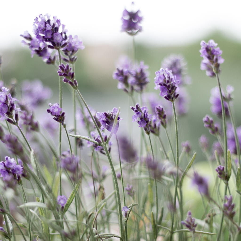 Sauna Scents: The Best Traditional And Unusual Scents For Your Sauna Experience the scent of lavender can help reduce stress and anxiety
