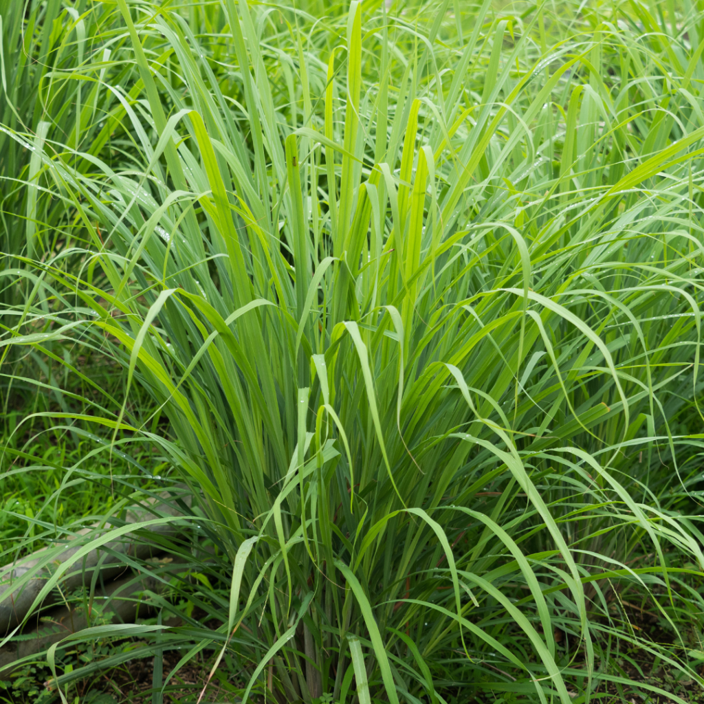 Sauna Scents: The Best Traditional And Unusual Scents For Your Sauna Experience Lemongrass