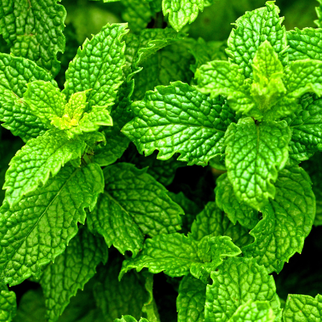 Sauna Scents: The Best Traditional And Unusual Scents For Your Sauna Experience Peppermint can help improve concentration and energy levels