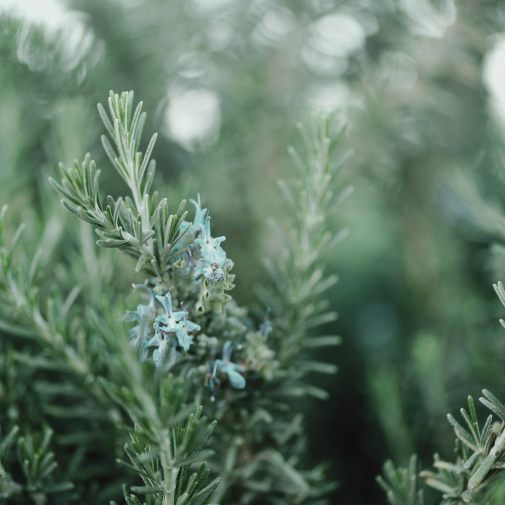 Sauna Scents: The Best Traditional And Unusual Scents For Your Sauna Experience Rosemary is a great scent for those who want a mental boost