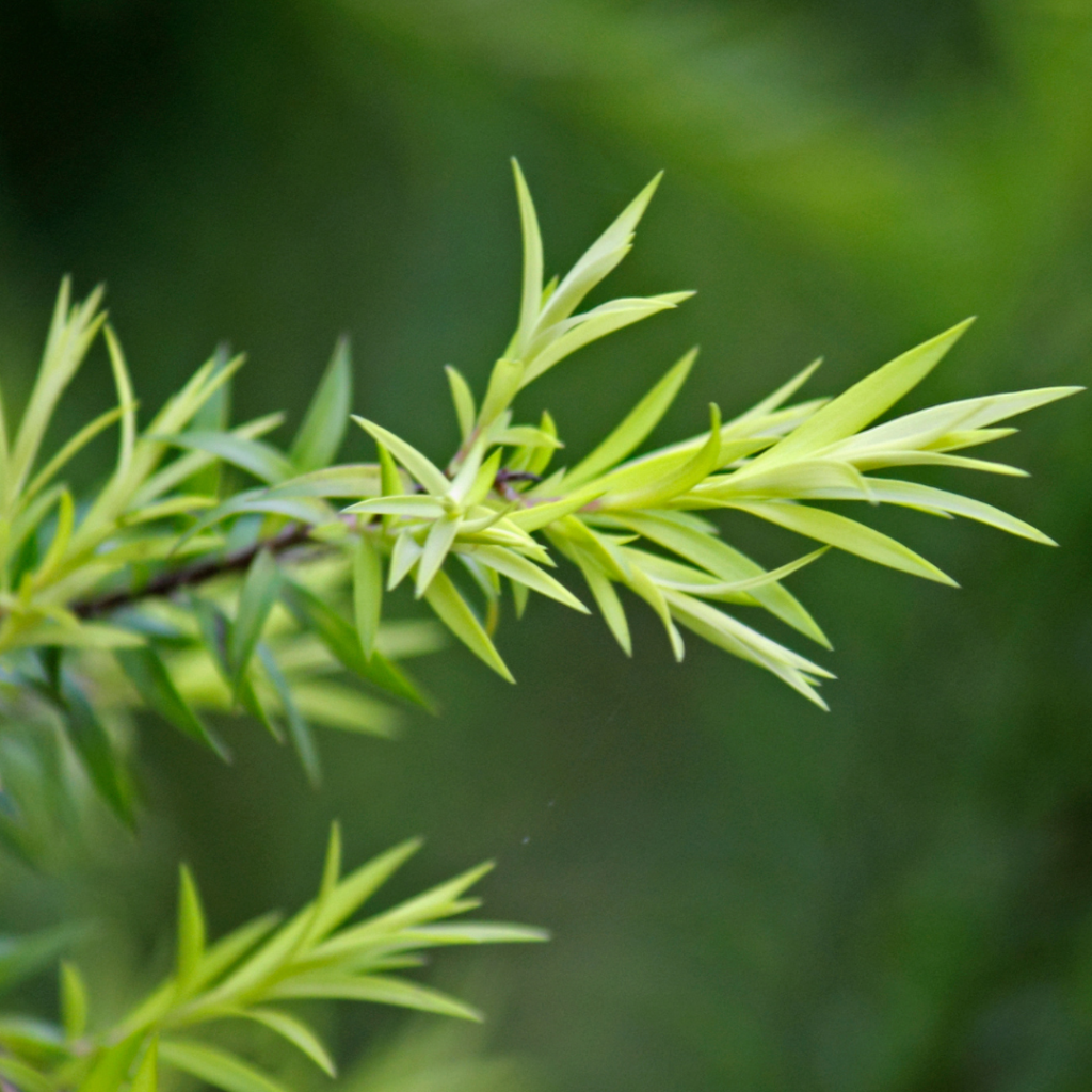 Sauna Scents: The Best Traditional And Unusual Scents For Your Sauna Experience Tea Tree sauna scent