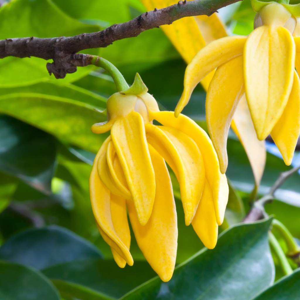 Sauna Scents: The Best Traditional And Unusual Scents For Your Sauna Experience Ylang-Ylang