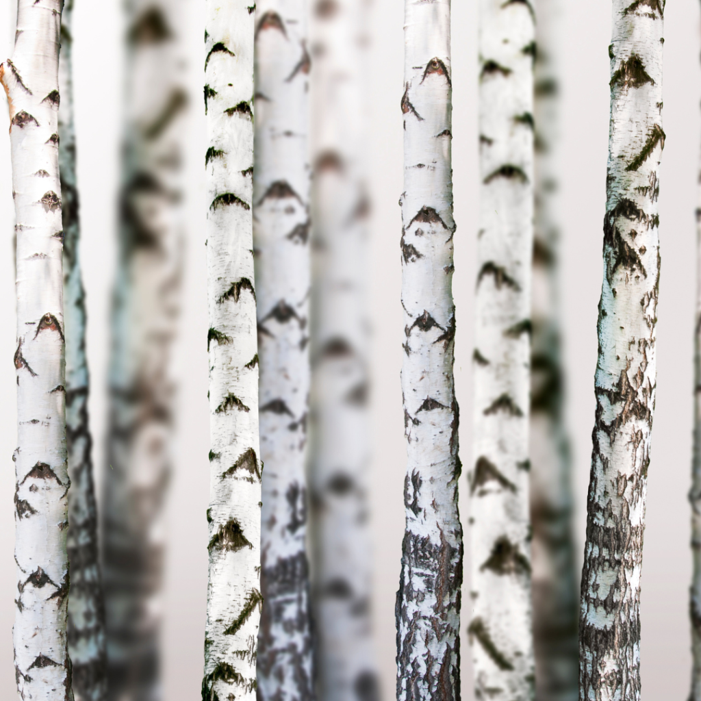 Best Essential Oils for Sauna: Relax and Rejuvenate with Aromatherapy Birch essential oil is great for sore muscles